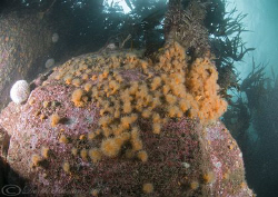 Anemone garden under kelp. Farne islands. D200, 10.5mm. by Derek Haslam 